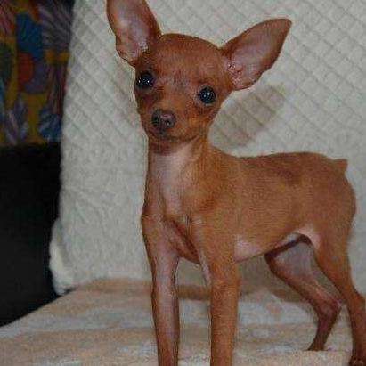 小鹿犬体型娇小,被毛短硬,光华,颜色有黑褐色和黄褐色,其中颊,唇,下颚