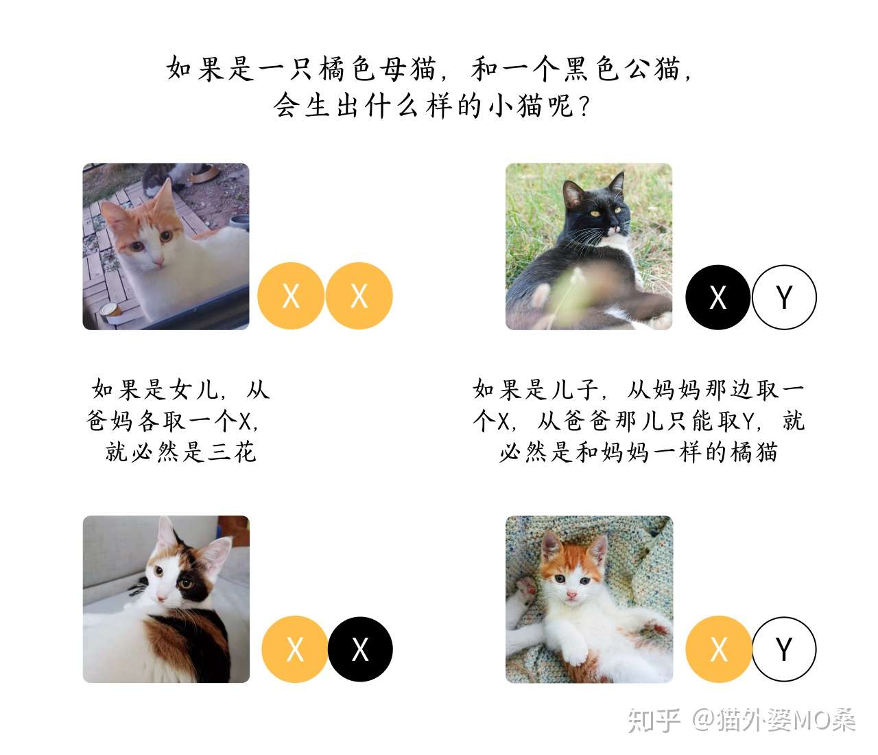 你知道三花猫为什么是母猫咩 猫咪毛色遗传规律 知乎