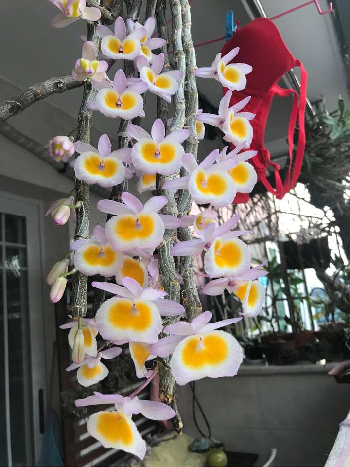 这是黄贝壳 这是天宫石斛 花友家的