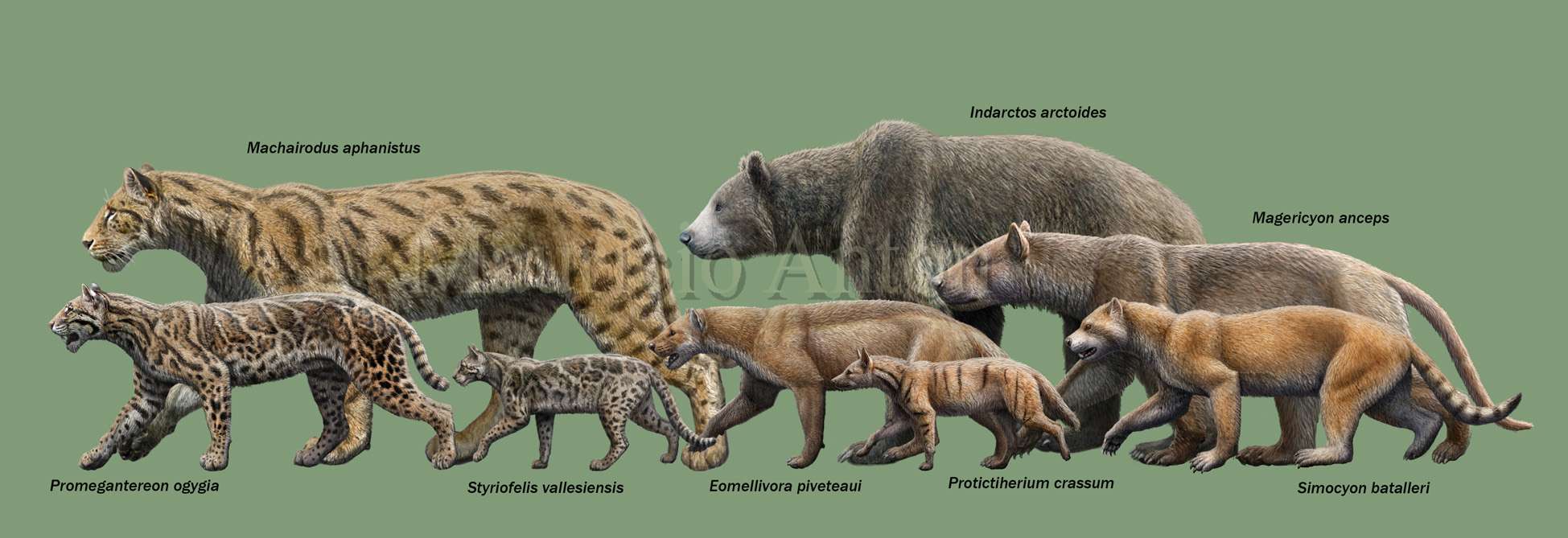 flyflyfly007 的想法: 晚中新世西班牙batallones的