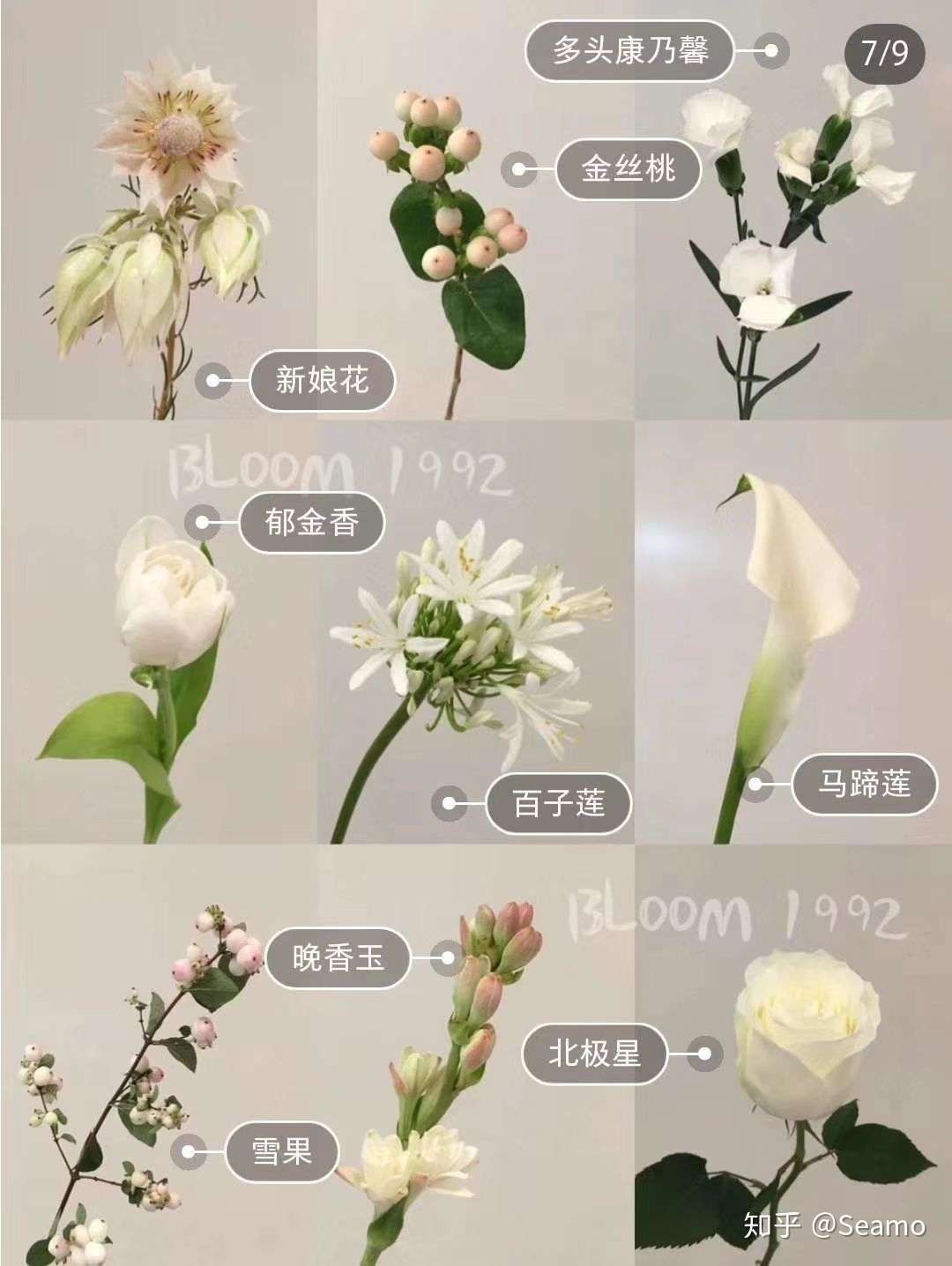 五十种常用花材 叶材花语 知乎