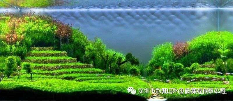 带你玩转水草缸 水草种植技巧分析 知乎