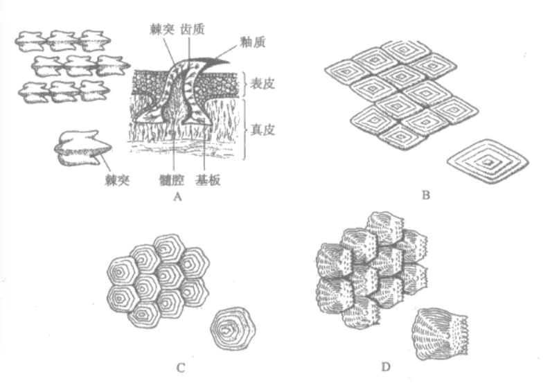 小鱼鳞 大用途 作者 海生张 知乎