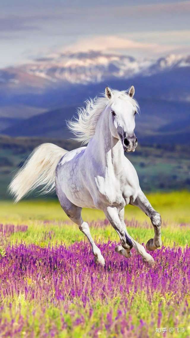 飞马 的想法: 人生不留遗憾,喜欢就要敢做 - 知乎