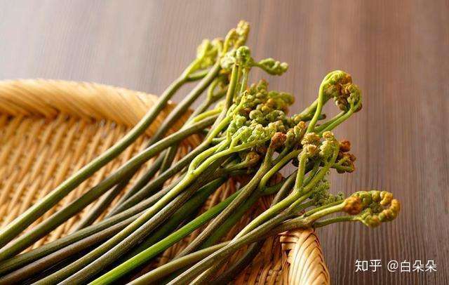 你知道一亿多年前就存在的蕨菜 为什么逐渐淡出了我们的食谱 知乎