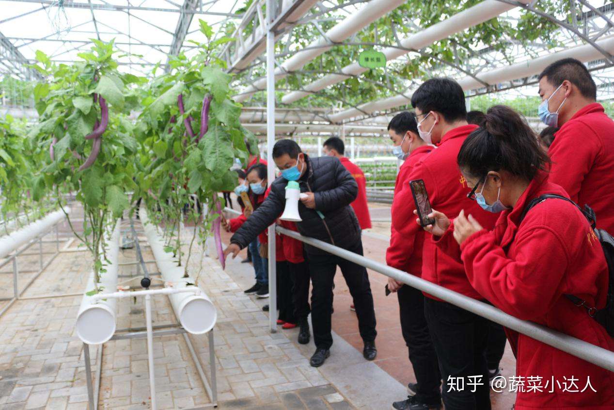 带你近距离去学无土栽培技术 知乎