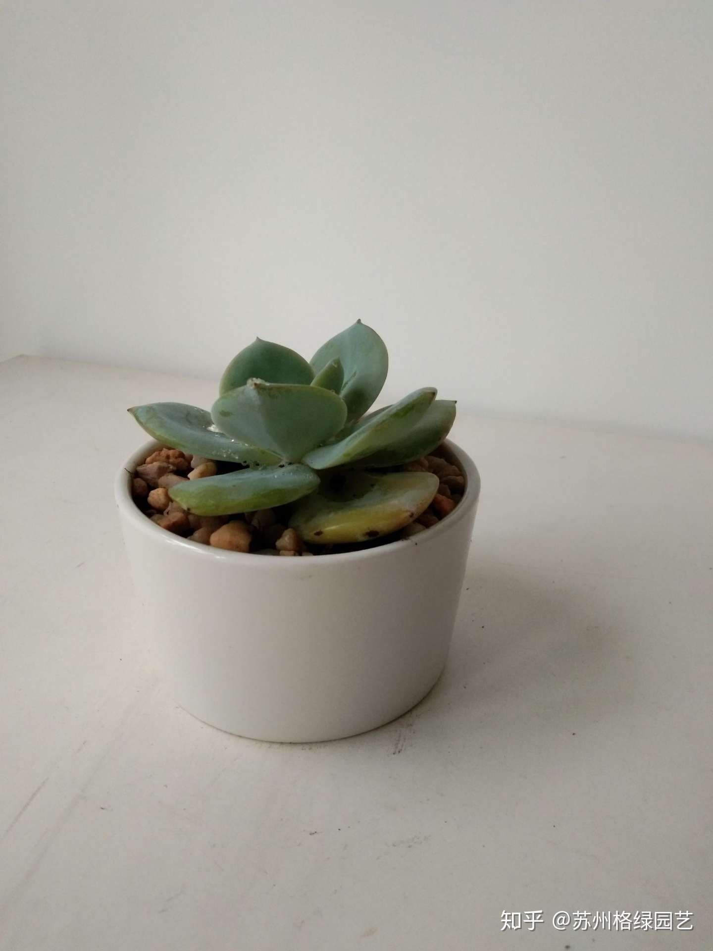 多肉植物夏天怎么养护 知乎