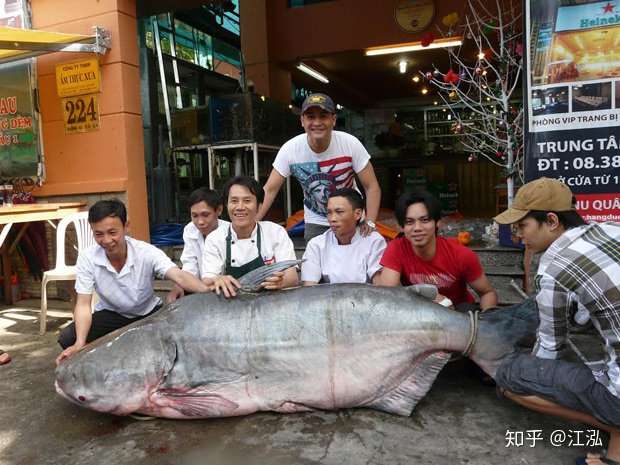 中国有没有类似于湄公河巨鲶的鲶鱼品种?