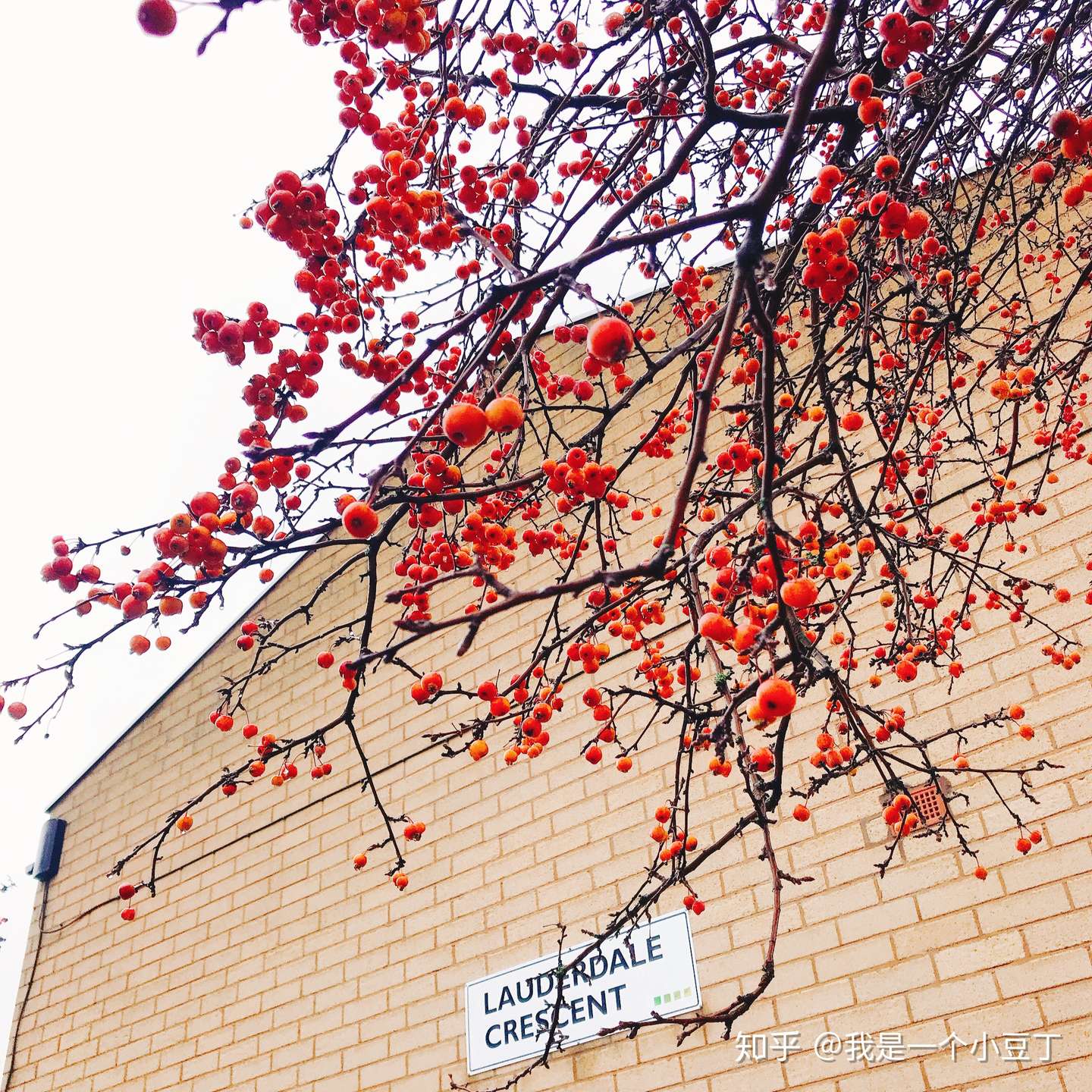 摸鱼儿 忽见圆月升坟岗 知乎