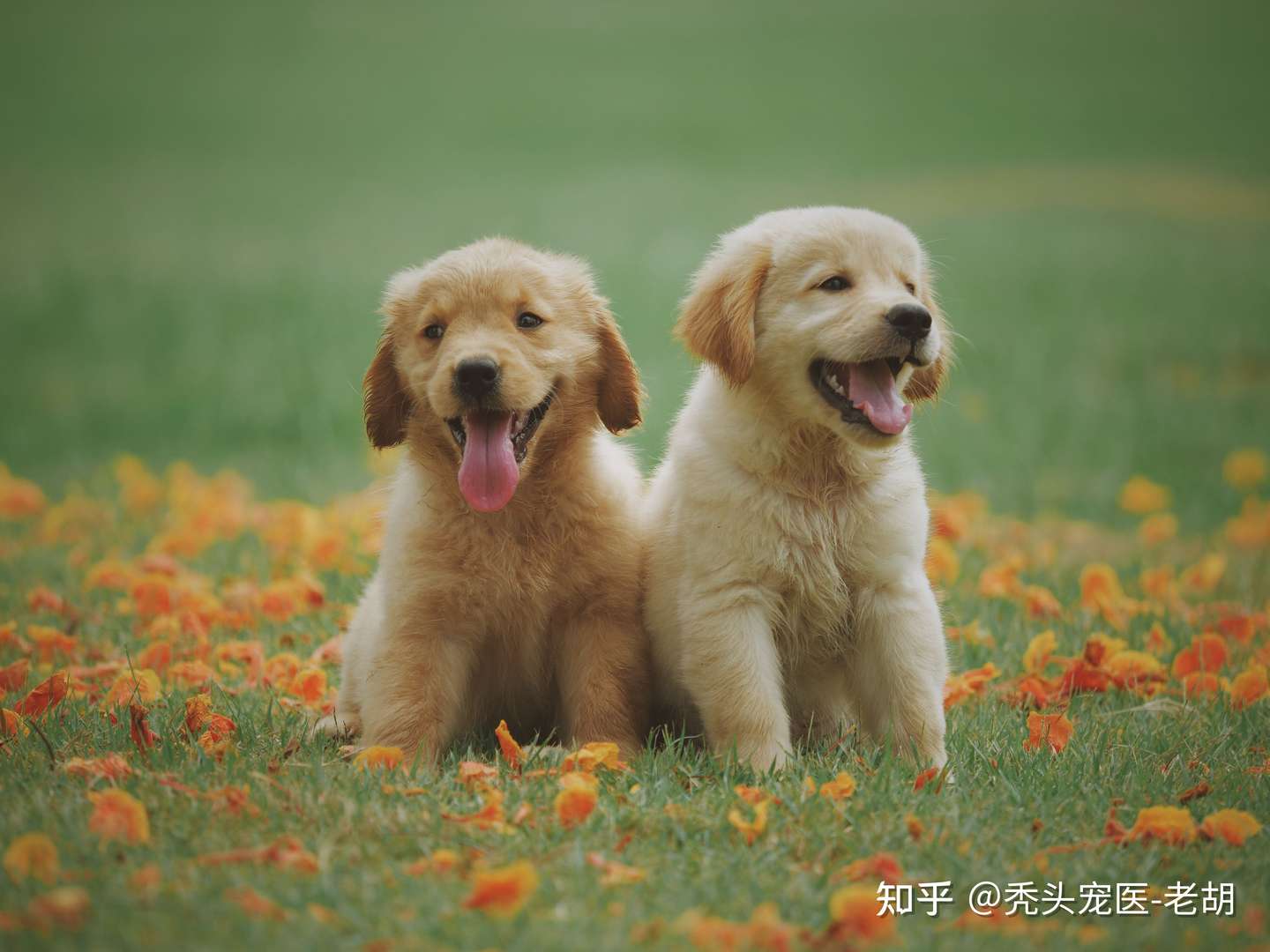 狗的寿命有多长 你知道吗 知乎