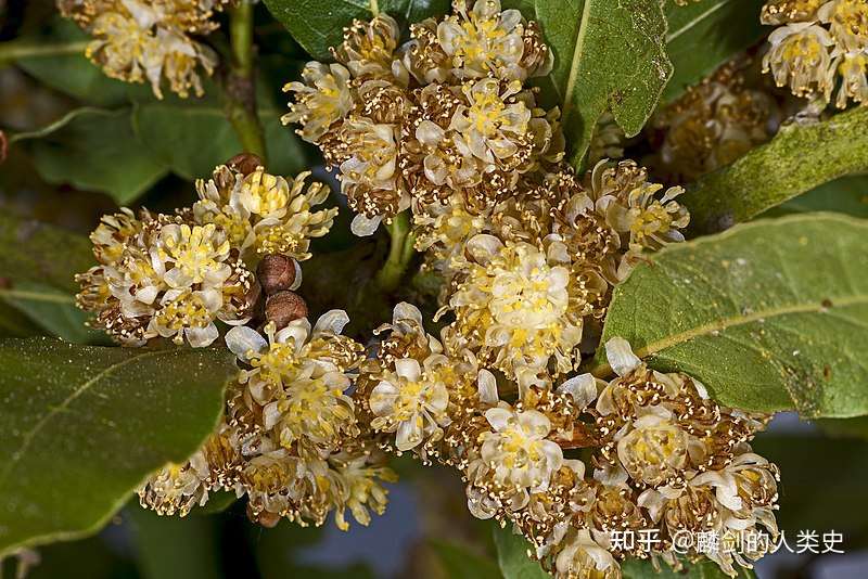 地球生物全系列 植物篇 樟科 樟亚科 六 月桂 知乎