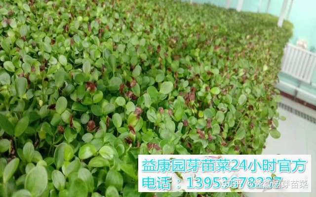 益康园芽苗菜种植技术老师介绍豌豆苗如何进行无土栽培 知乎