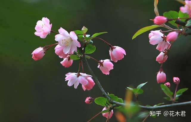 传统名花前十名 海棠桃杏鸣不平 知乎