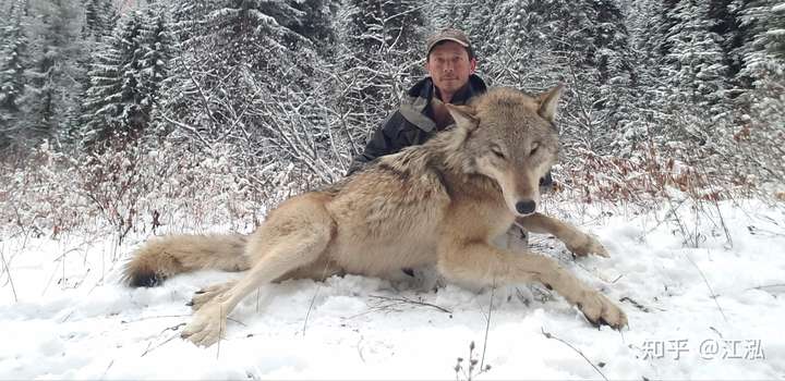 体型最大的狼是什么狼