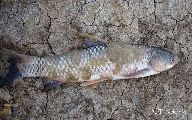 水霉病的防治减少水霉病带来的损失提高养殖经济效益