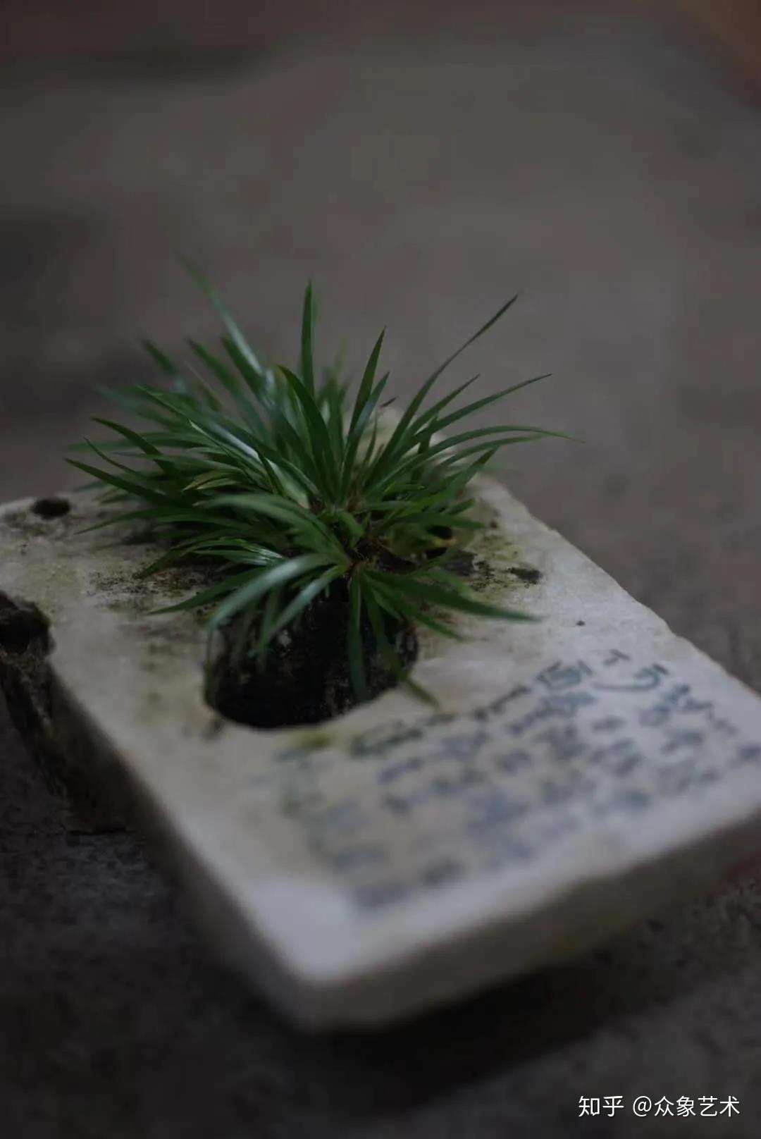 首次开讲 王大濛菖蒲研修班 成为全国研究学习菖蒲文化的高地 知乎