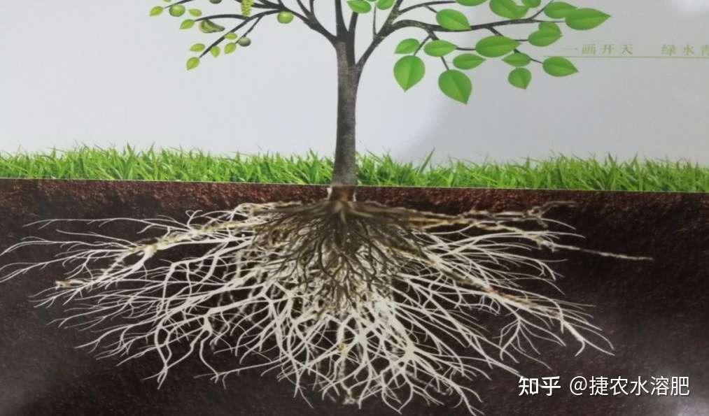 促进植物根系生长的方法 作物根系的四种生长状态 知乎