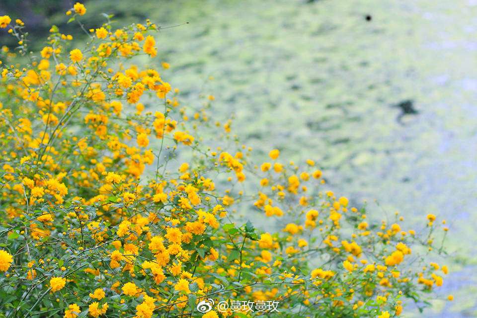 蔓玫 的想法: 水滨的重瓣棣棠 - 知乎