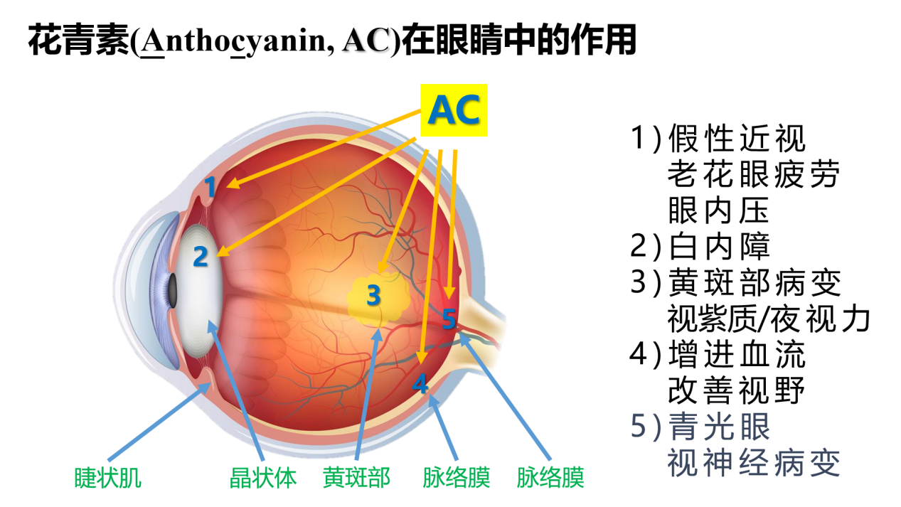 补充花青素对人眼都有哪些作用 知乎