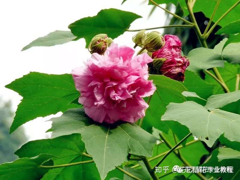 花材知识讲堂 木芙蓉是什么花 木芙蓉花期有多长 知乎