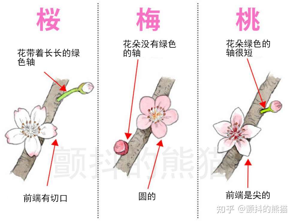 知道这个就能简单分辨樱花 梅花 桃花 知乎