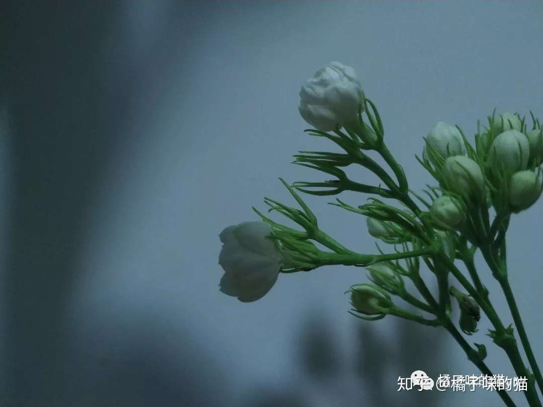 花草集 第一期 茉莉花 知乎