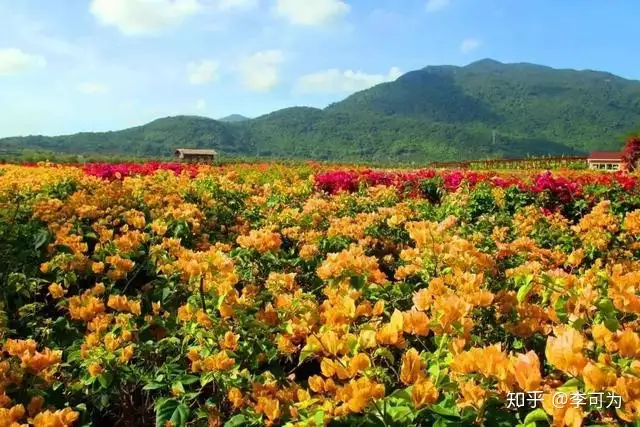 申请非遗研学活动方案（非遗研学心得体会） 第4张