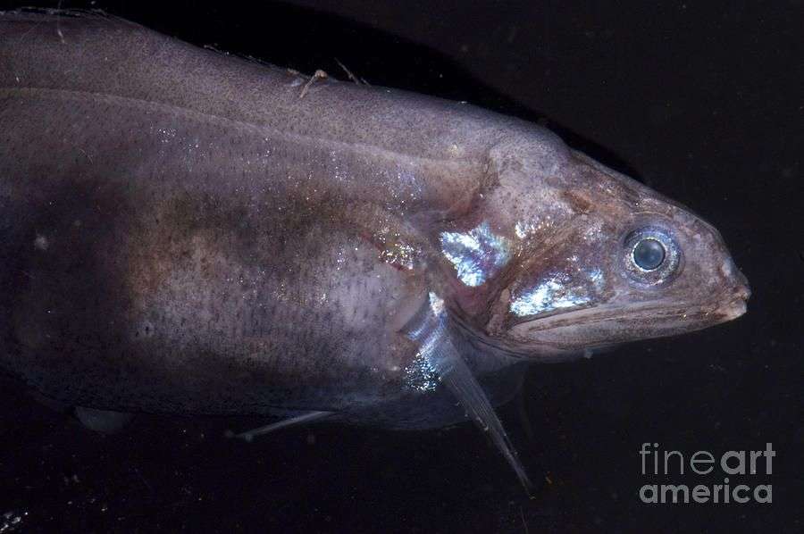 鱼的嘴可以多奇怪 六 电锯惊魂 知乎