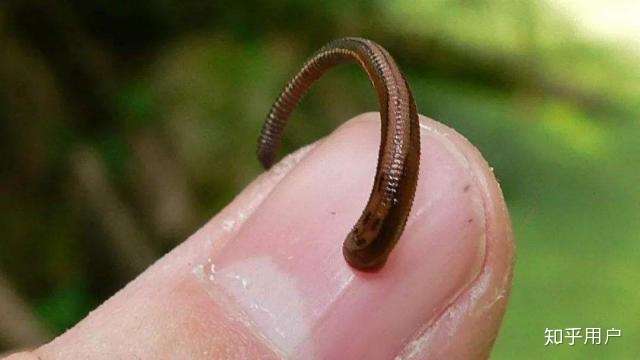 有谁知道这是什么虫子的在鱼缸过滤棉发现的?