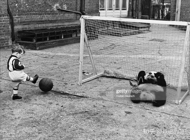 How America Fell in Love With the Giant Panda