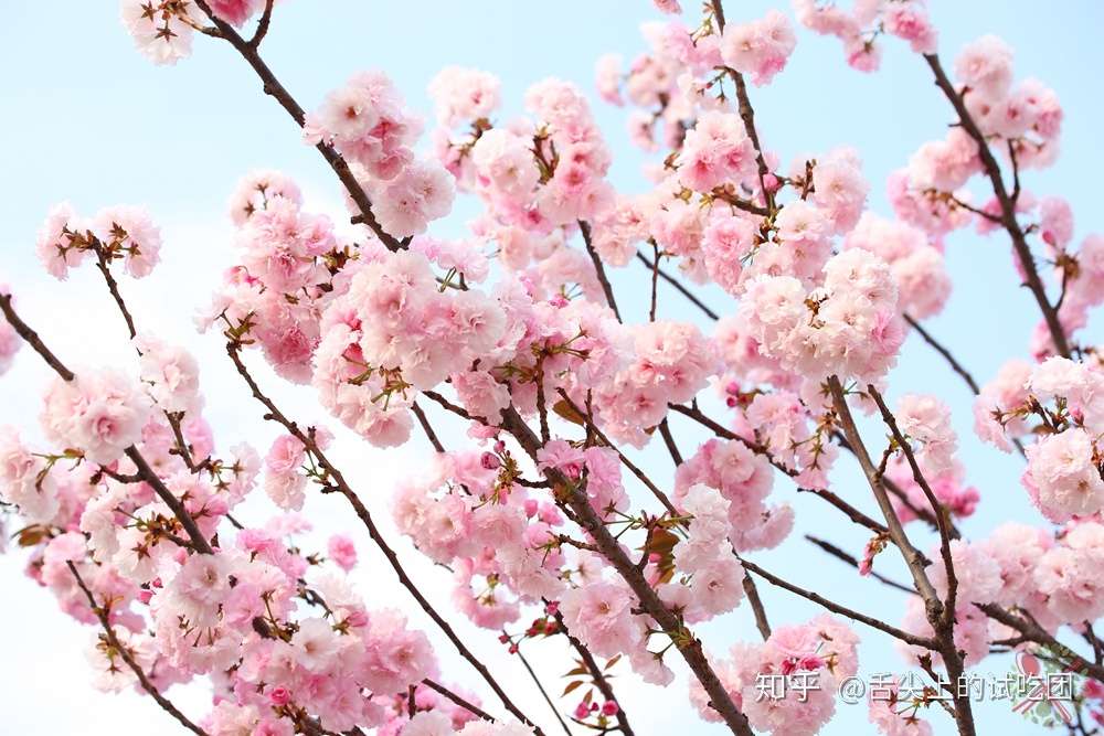 这个春天在广州赏花 我在花海深处看花开 你在世界尽头等花落 知乎