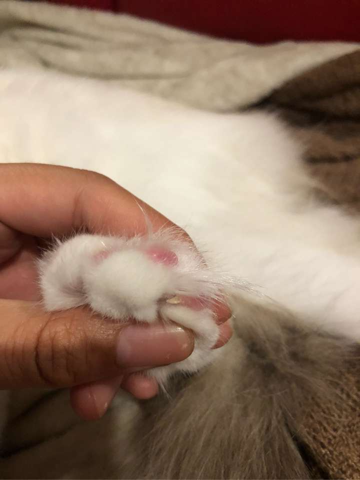 猫一个趾头长了两个指甲?