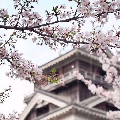 日本top6赏樱美地 19年真的不能再错过了 知乎