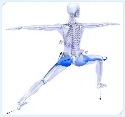 瑜伽盘腿坐髋关节疼痛您可能是缝匠肌出了问题