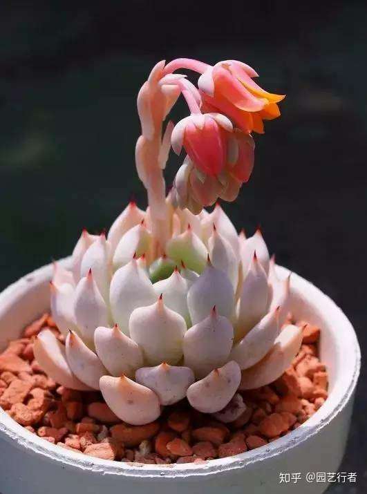 家养盆栽正确施肥 才能 叶茂 花繁 果硕 知乎