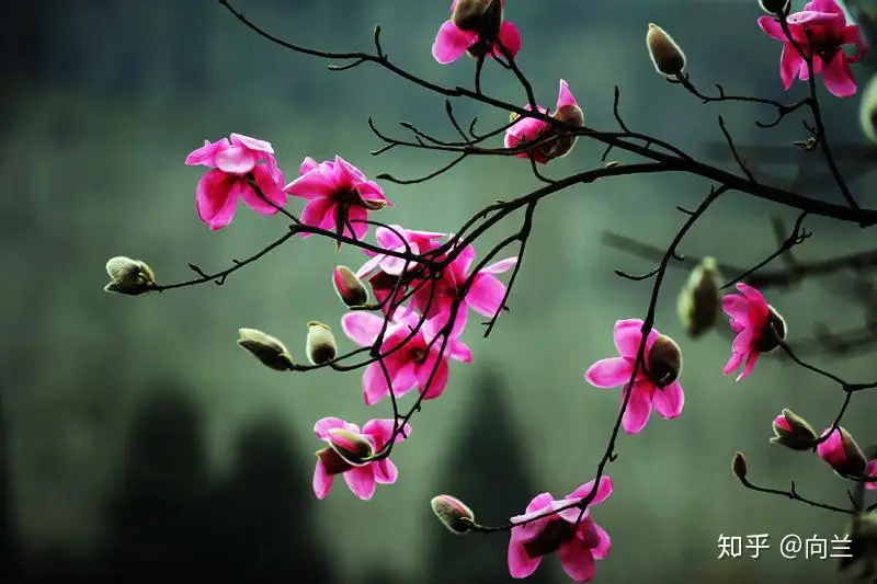 江油拓展活动路线 吴家后山春游辛夷花节 知乎 江油拓展活动路线 吴家后山春游辛夷花节 知乎