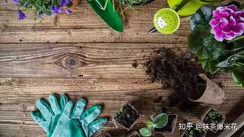 养花必看 园艺小知识 6 肥料简介 知乎