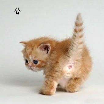 这只小猫是公的还是母的?