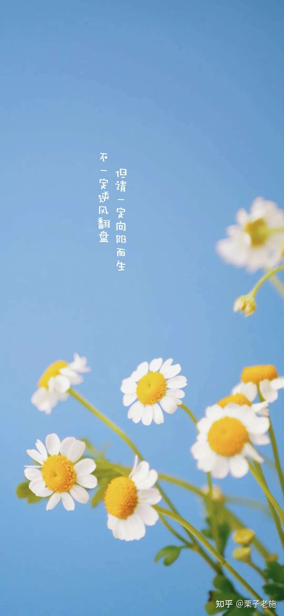 栗子老施 的想法: 不一定逆风翻盘; 但请一定向阳而生 - 知乎