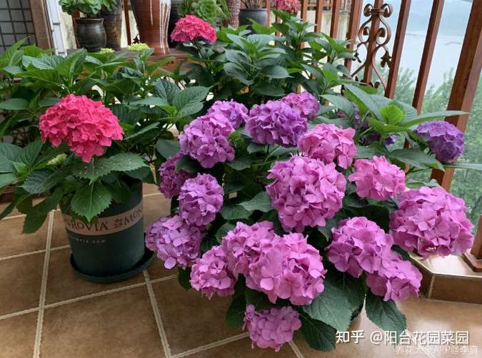 5种 漂亮花 七月快修剪 晚了这个月 小心来年开花难 知乎