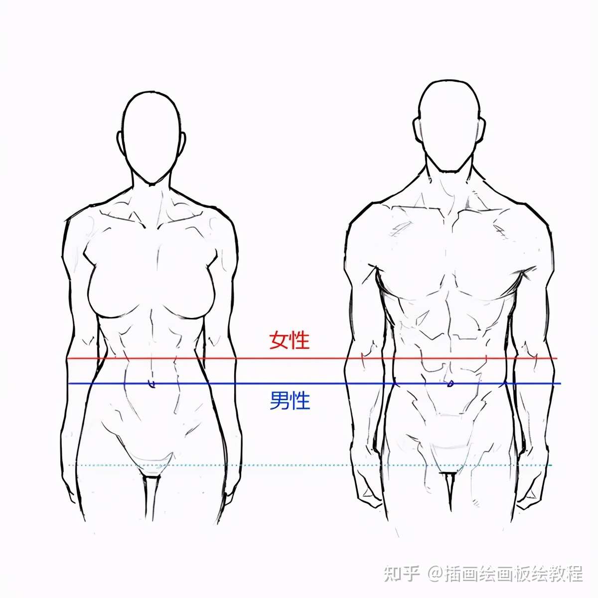 绘画教程 动漫的肌肉怎么画 初学者教程 人体肌肉的正确画法教程 知乎