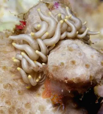 波印底美灰翼海蛞蝓图片