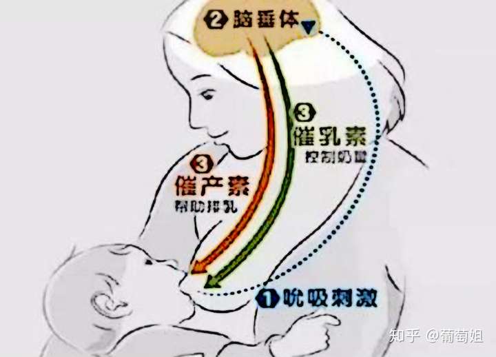 母乳喂养母乳乳汁怎么来的