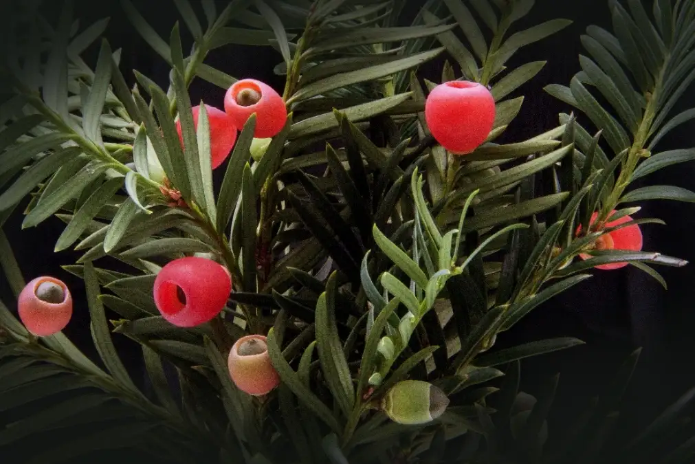 药用植物｜植物界的“大熊猫”－红豆杉- 知乎