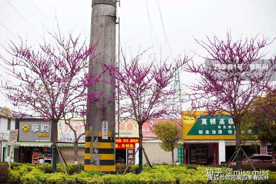 四季春1号 紫荆树园林应用实例赏析 荆州 知乎