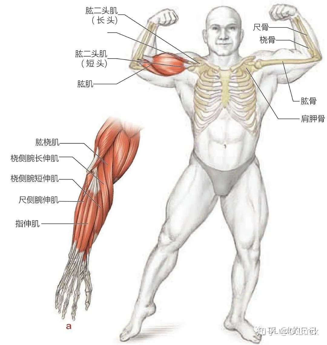 运动人体解剖学之手臂 知乎