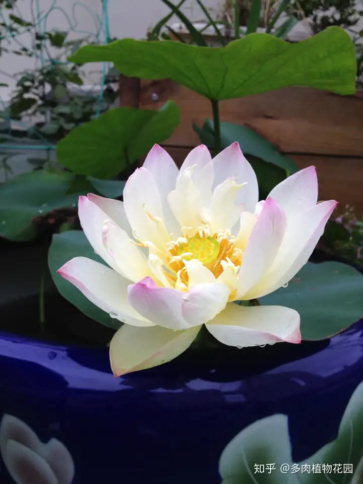 在家种碗莲，学会这方法，省时省力，又容易开花(家养碗莲种植方法视频)