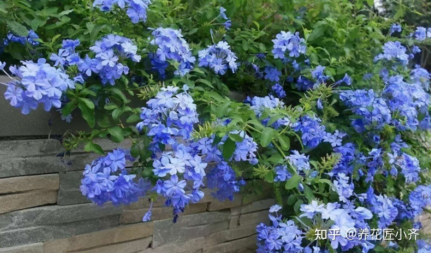 开花植物中 蓝色 很少见 如果你喜欢蓝色花 给大家推荐17种 知乎