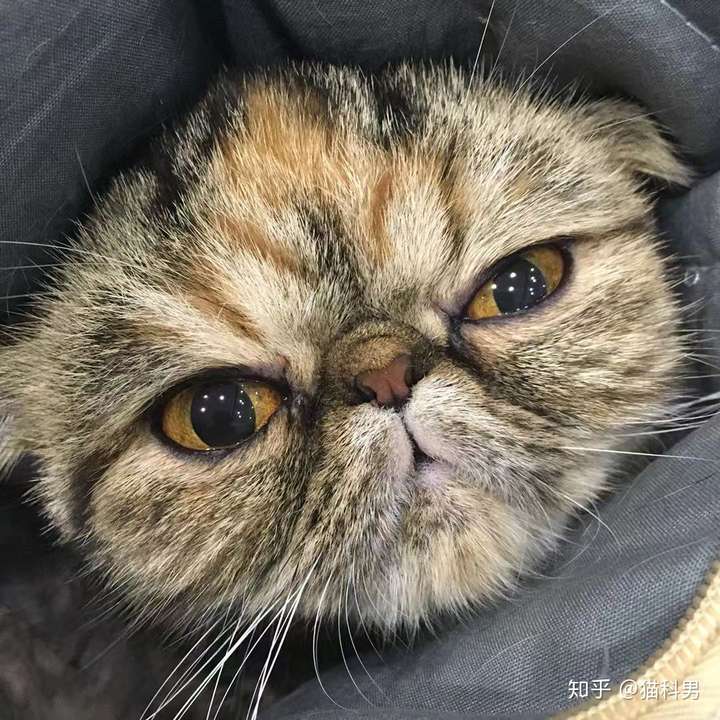 把猫的胡子剪了会对猫有什么影响
