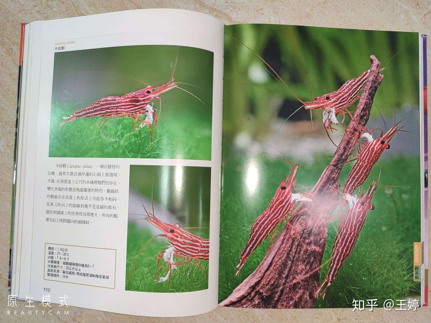 观赏无脊椎动物 淡水观赏虾 螯虾 观赏蟹 螺贝类 知乎 观赏无脊椎动物 淡水观赏虾 螯虾 观赏蟹 螺贝类 知乎
